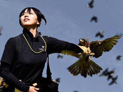 鷹を飛ばす場所やタイミングも重要なノウハウです